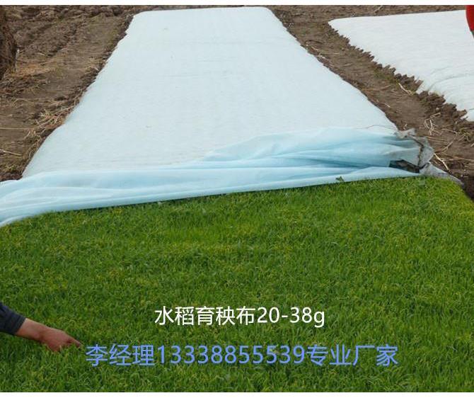 育秧布 水稻育秧布