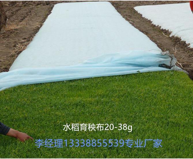 35g水稻专用育秧布